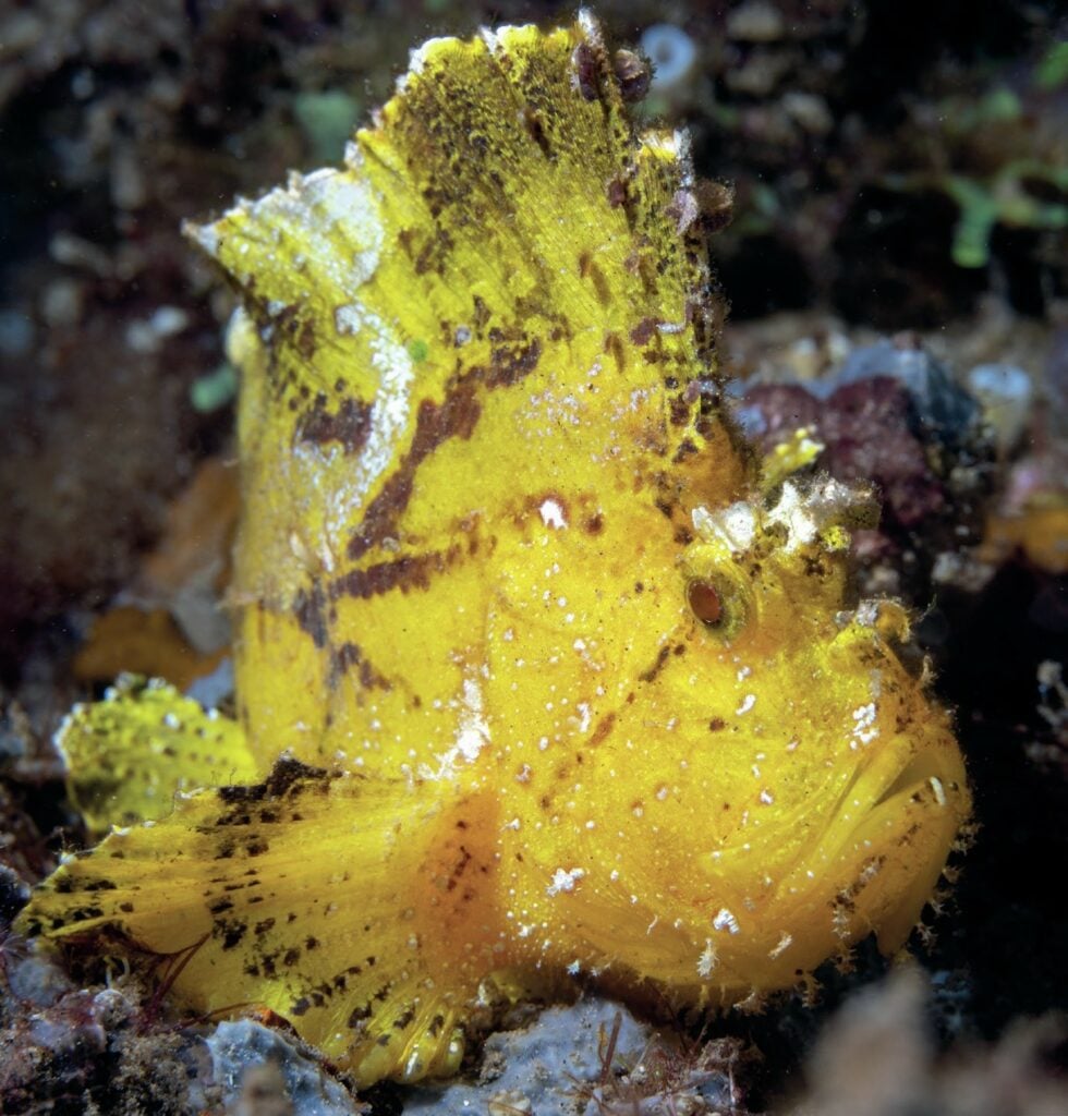 Leaf scorpionfish