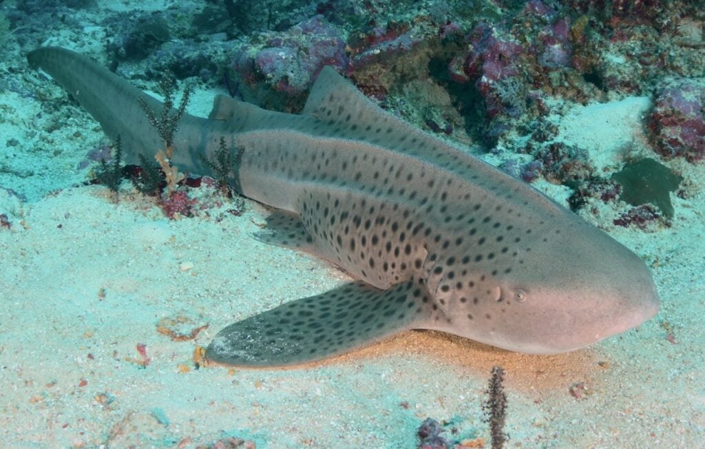 Two Islands 70 Dive Sites And Choices For A Month-Part 2 6 Leopard shark