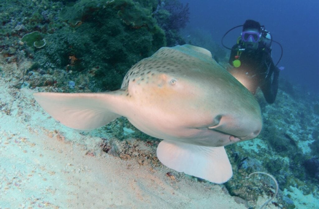Leopard shark