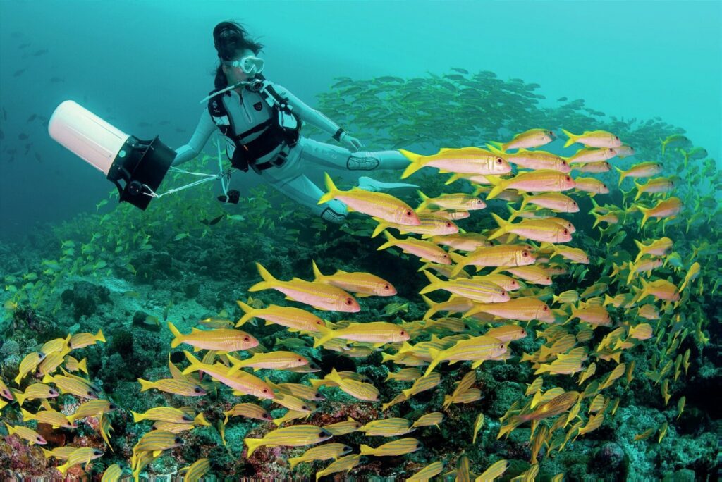 Diving Raa Atoll: Exploring Alila Kothaifaru and Its Hidden Thilas 2 Massive shoal of snapper