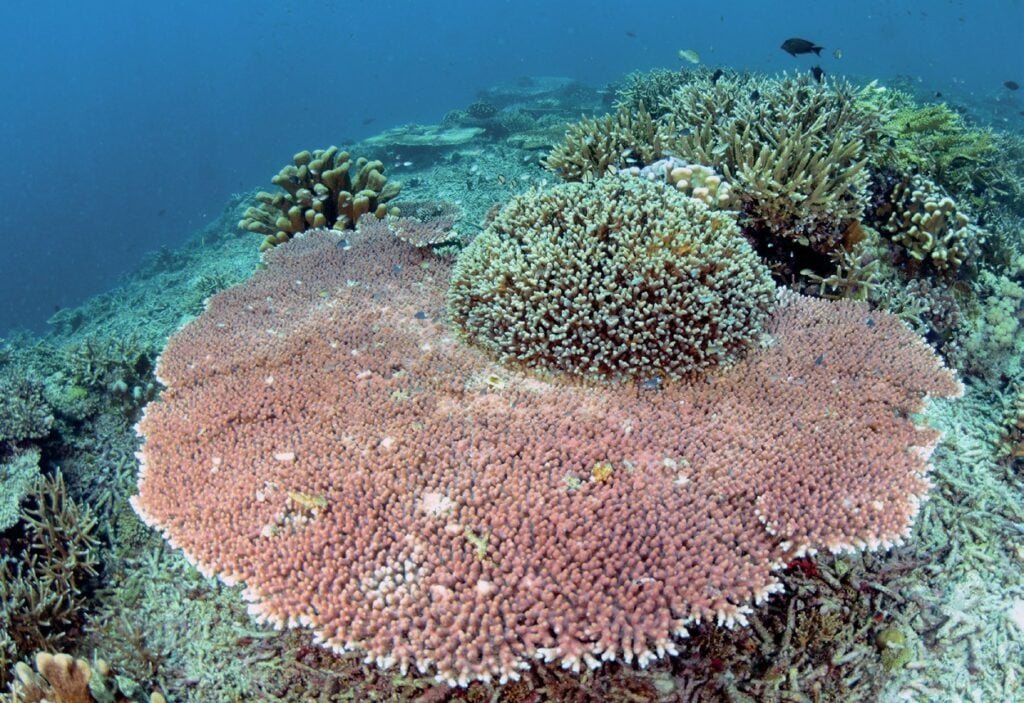 Two Islands 70 Dive Sites And Choices For A Month-Part 2 3 Massive span of table coral