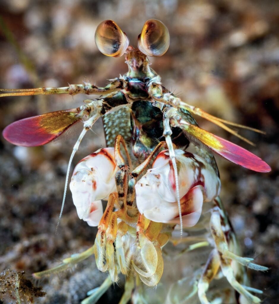 Pink eared mantis shrimp
