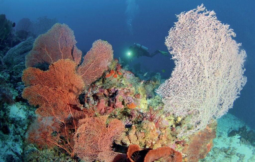 Sea fans can attain huge sizes