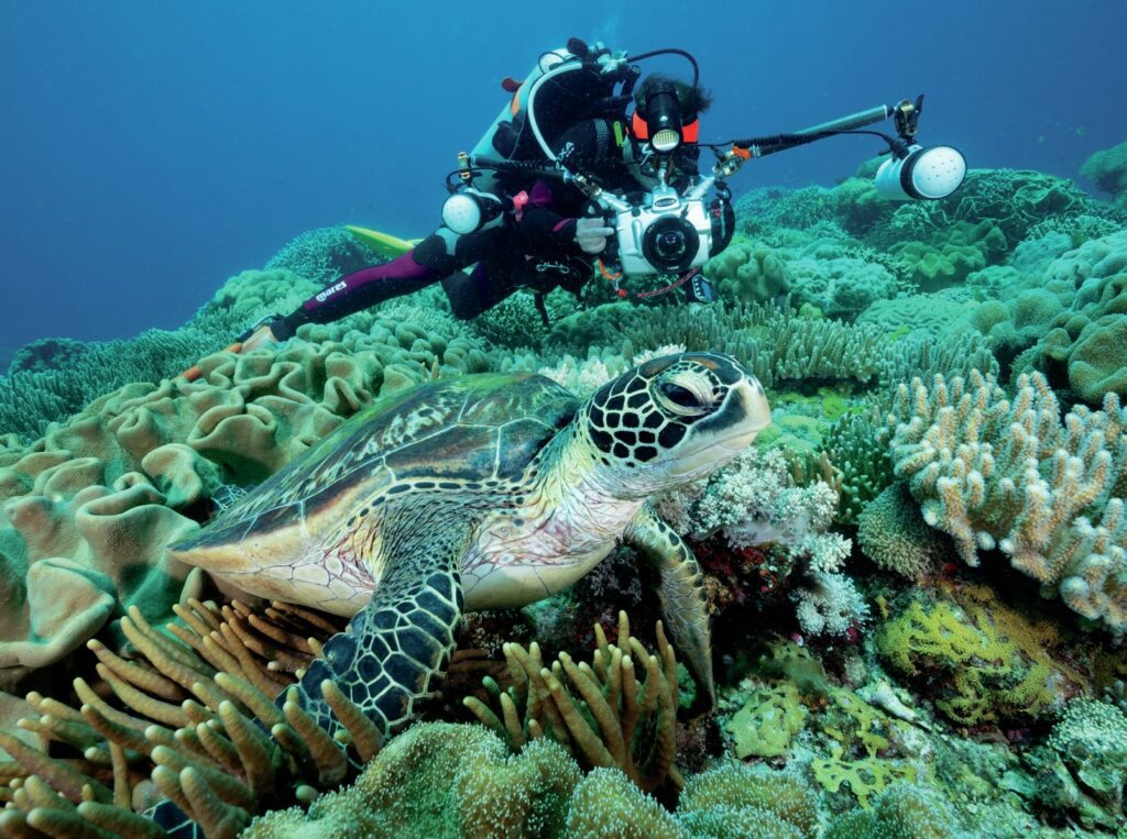 Jett Britnell: Cold-Water Photography, Exploration, and Marine Conservation Q&A 1 Sea turtle at Apo Island, Philippines