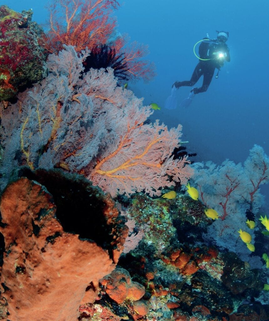 
The reefs are spectacular