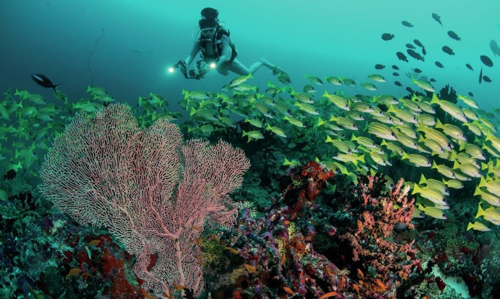 Diving Raa Atoll: Exploring Alila Kothaifaru and Its Hidden Thilas 4 The reefs teem with life