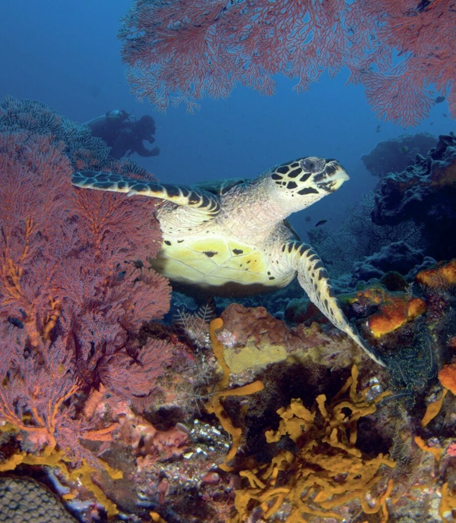 Two Islands 70 Dive Sites And Choices For A Month-Part 2 10 Turtle chilling on the reef