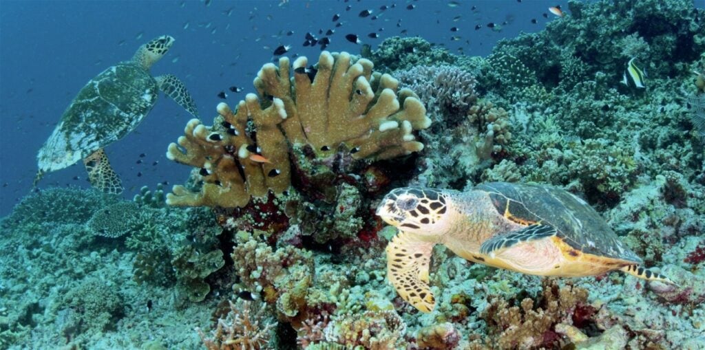 Turtles are regular visitors to the local reefs