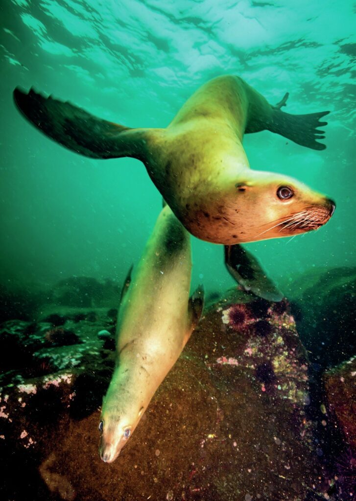 Jett Britnell: Cold-Water Photography, Exploration, and Marine Conservation Q&A 3 Two Steller sea lions, British Columbia