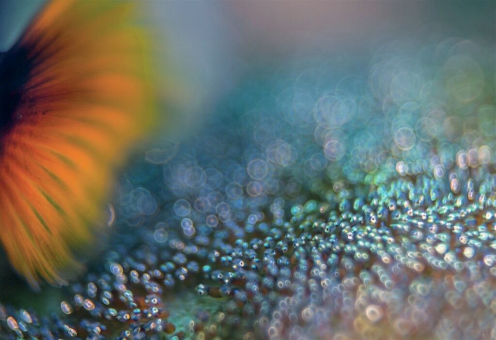 Underwater Photography with Vintage Lenses: Tips, Bokeh & Techniques 2 Vintage lenses transform common subjects into abstract art