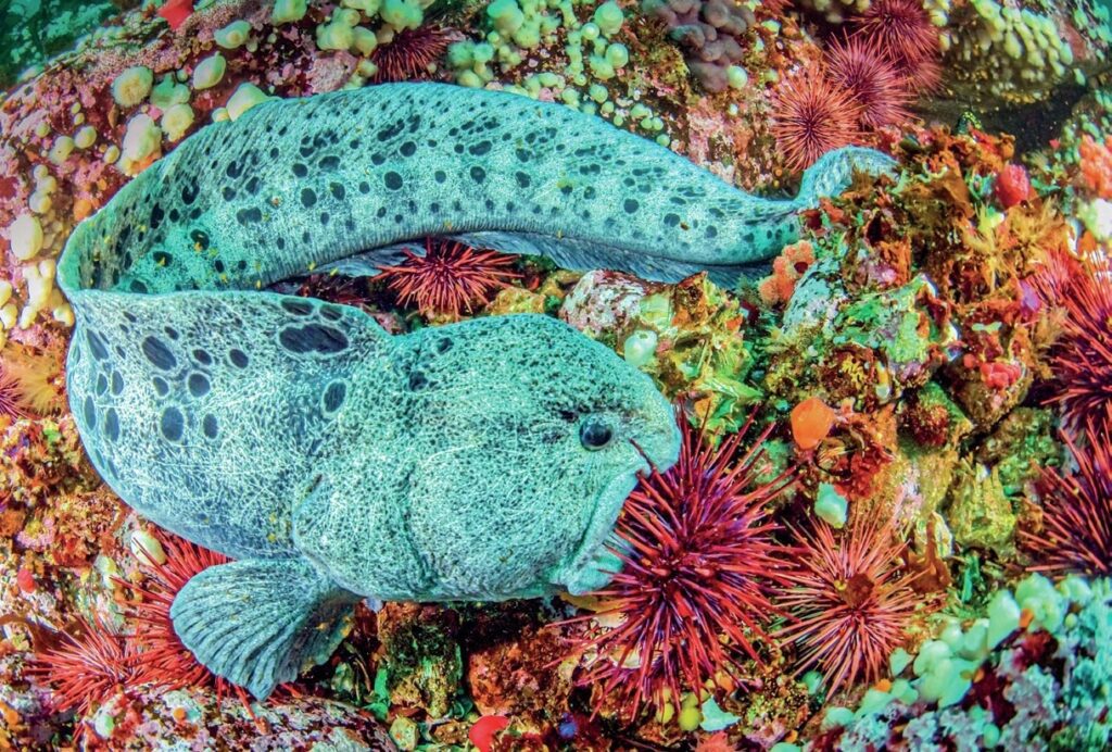 Jett Britnell: Cold-Water Photography, Exploration, and Marine Conservation Q&A 5 Kathryn Britnell at Tiger Beach, Bahamas