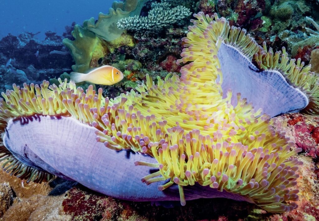 Diving Western Australia: Ningaloo to Albany — Reefs, Wrecks & Wildlife 3 Anemonefish
