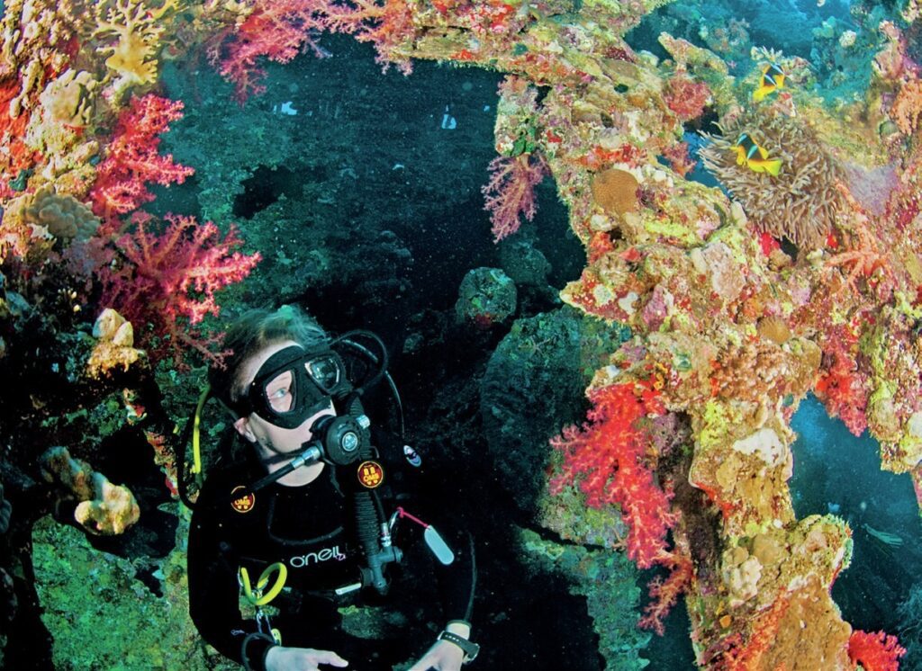 Anemonefish inside a shipwreck