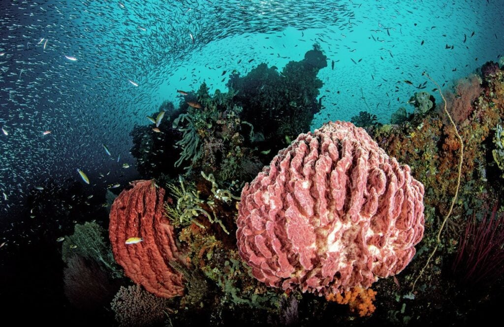 Barrel sponges
