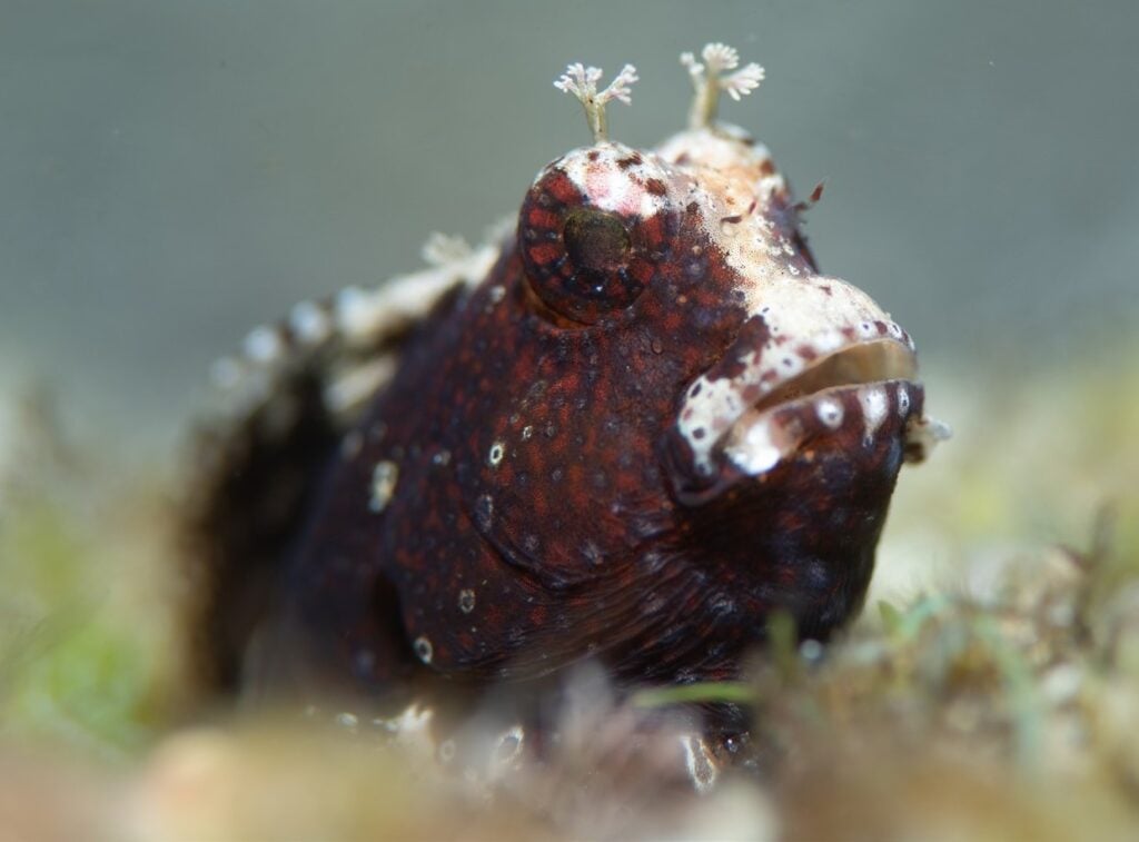 Blenny