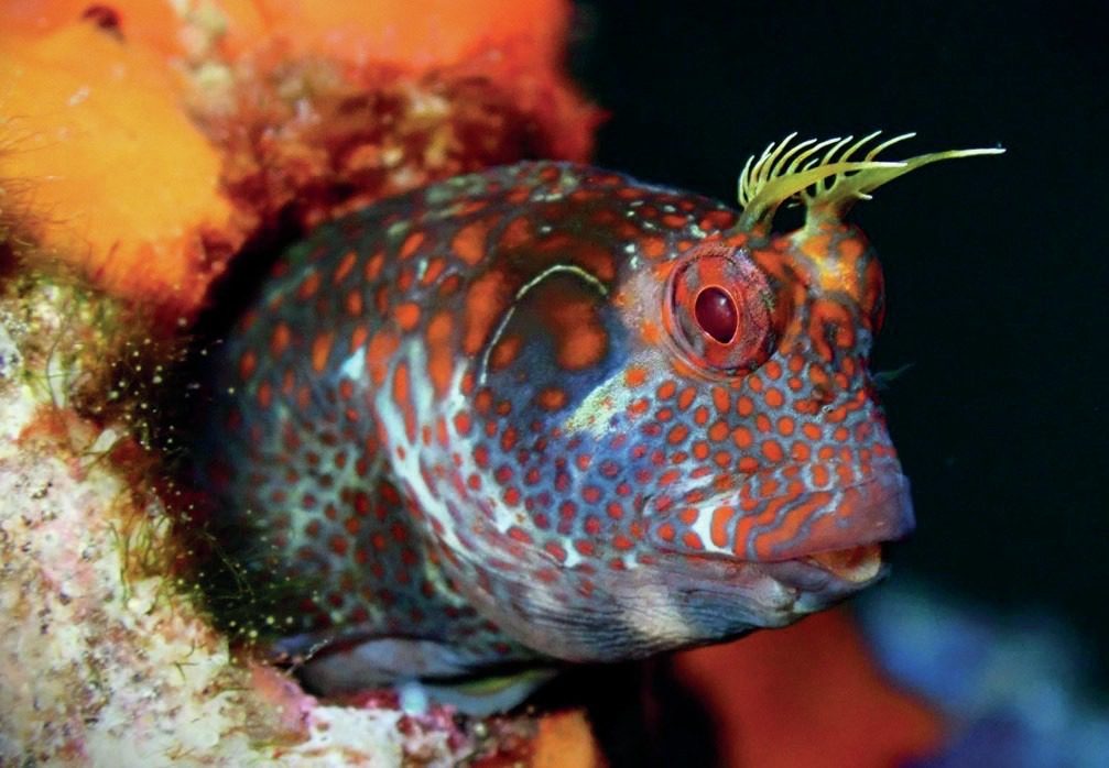 Diving Western Australia: Ningaloo to Albany — Reefs, Wrecks & Wildlife 17 Blenny on Busselton Jetty