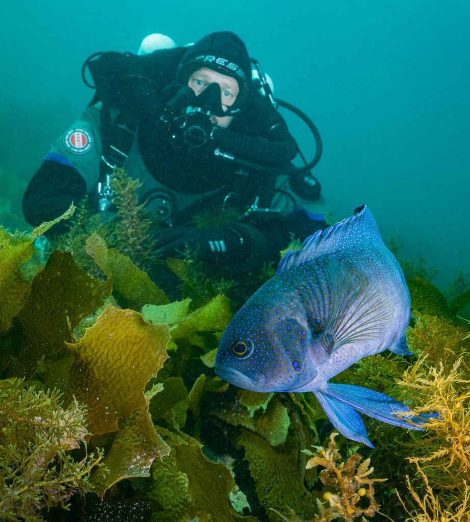 South Australia Dive Guide: Leafies, Jetties, Cuttlefish & Great Whites 2 Blue devil