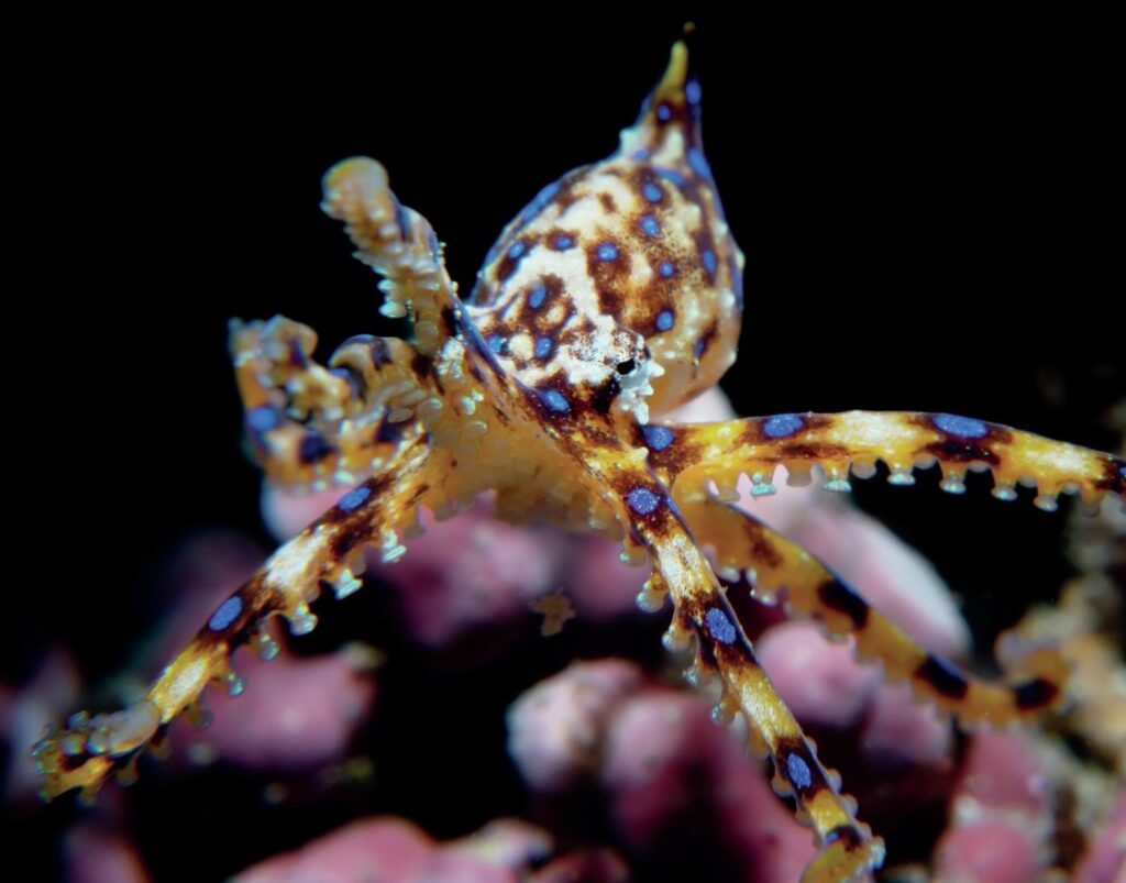 South Australia Dive Guide: Leafies, Jetties, Cuttlefish & Great Whites 20 Blue ring octopus