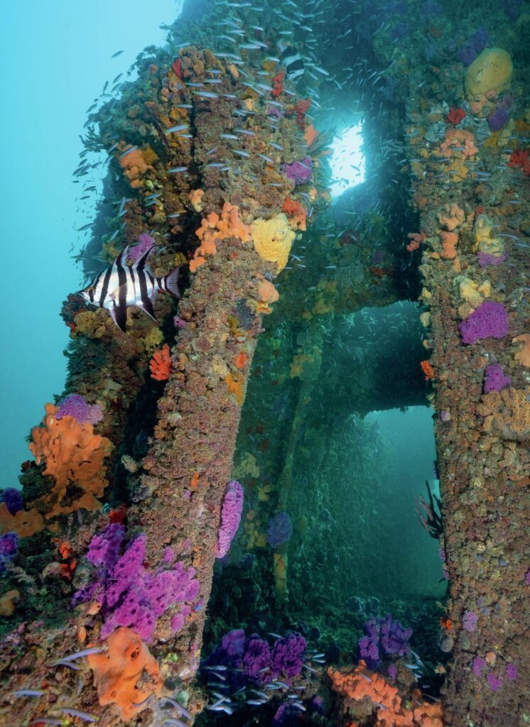 South Australia Dive Guide: Leafies, Jetties, Cuttlefish & Great Whites 19 Boarfish on the Dredge