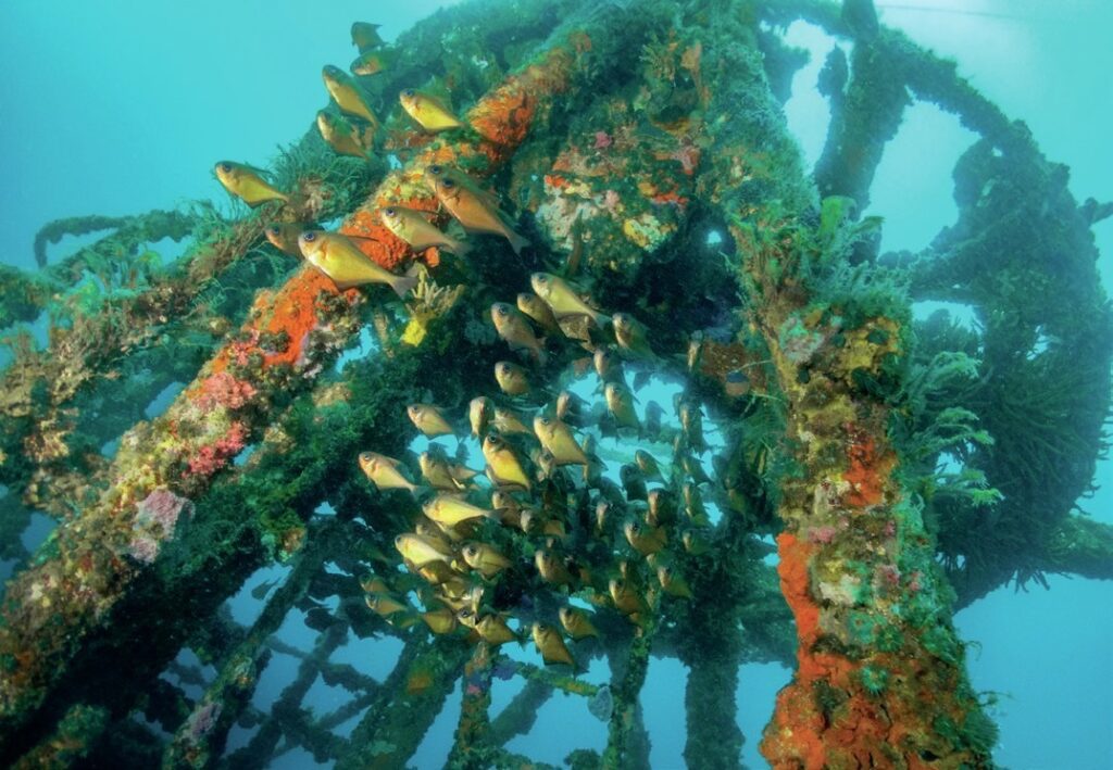 Diving Western Australia: Ningaloo to Albany — Reefs, Wrecks & Wildlife 16 Busselton Jetty