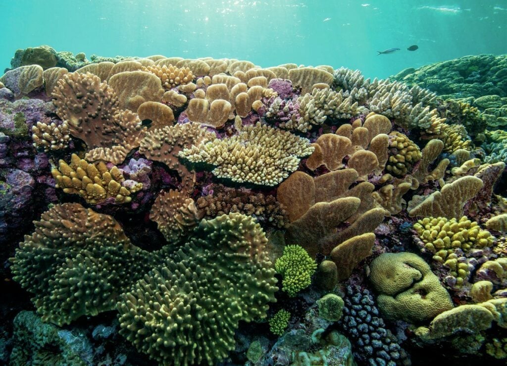 Coral growth is prolific
