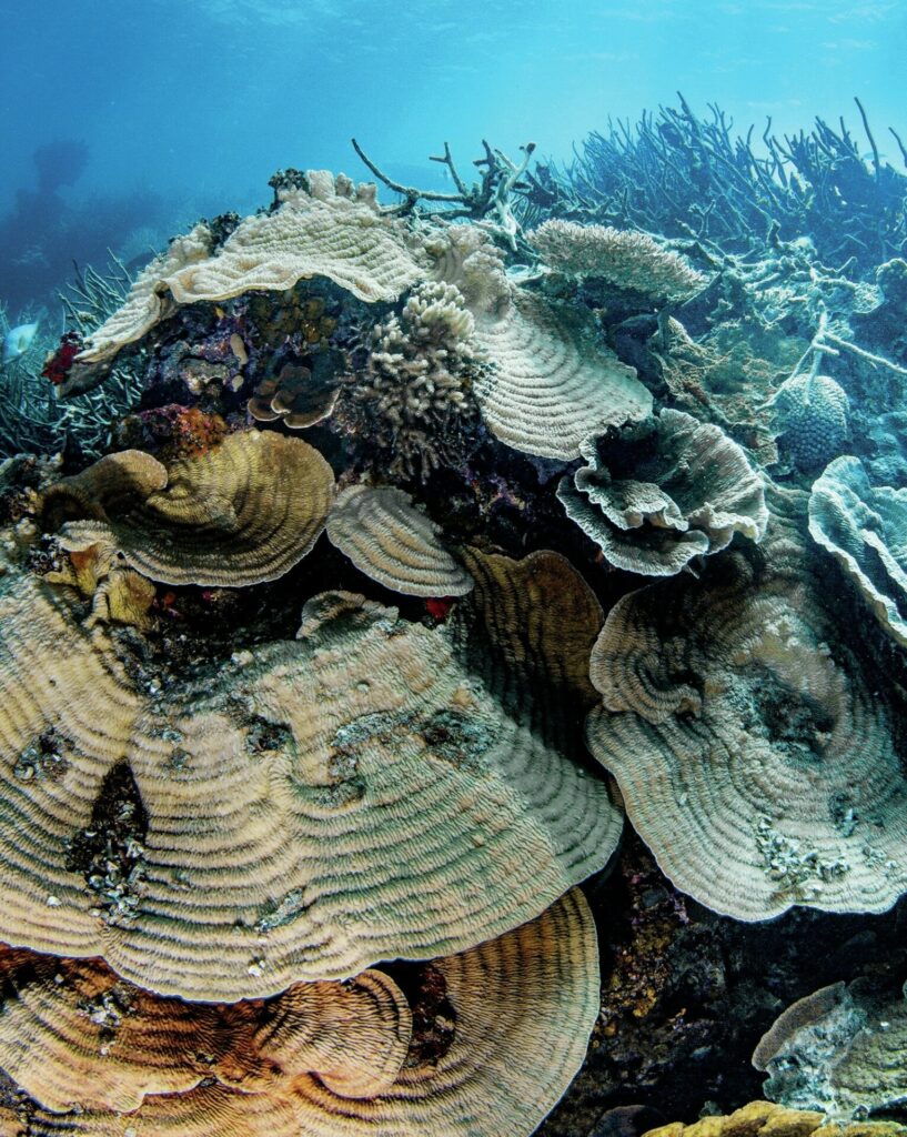 Diving Western Australia: Ningaloo to Albany — Reefs, Wrecks & Wildlife 11 Corals at Abrohlos Islands