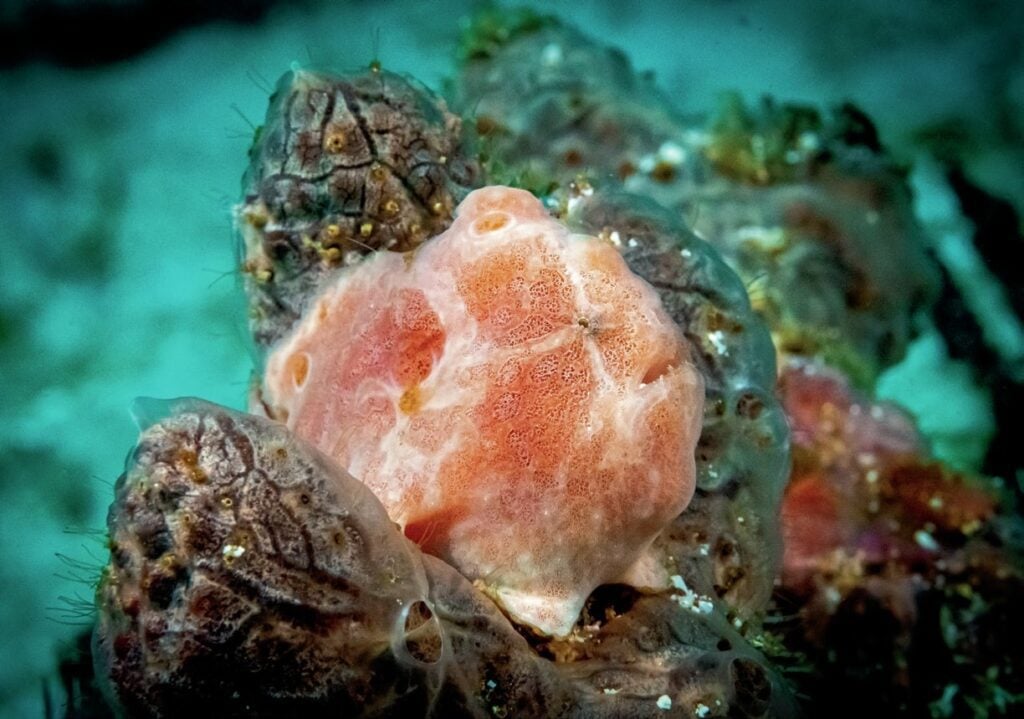 Frogfish