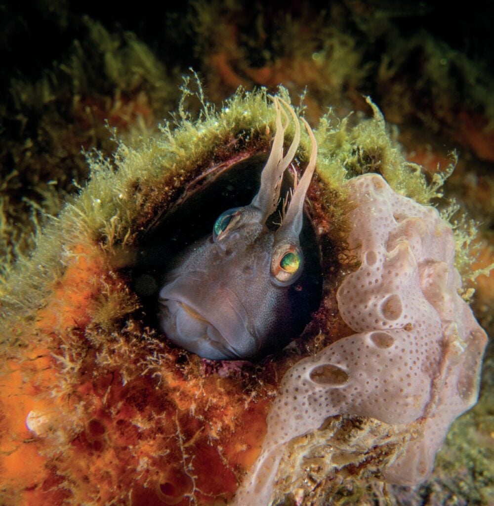 Gobies and blennies are popular subjects