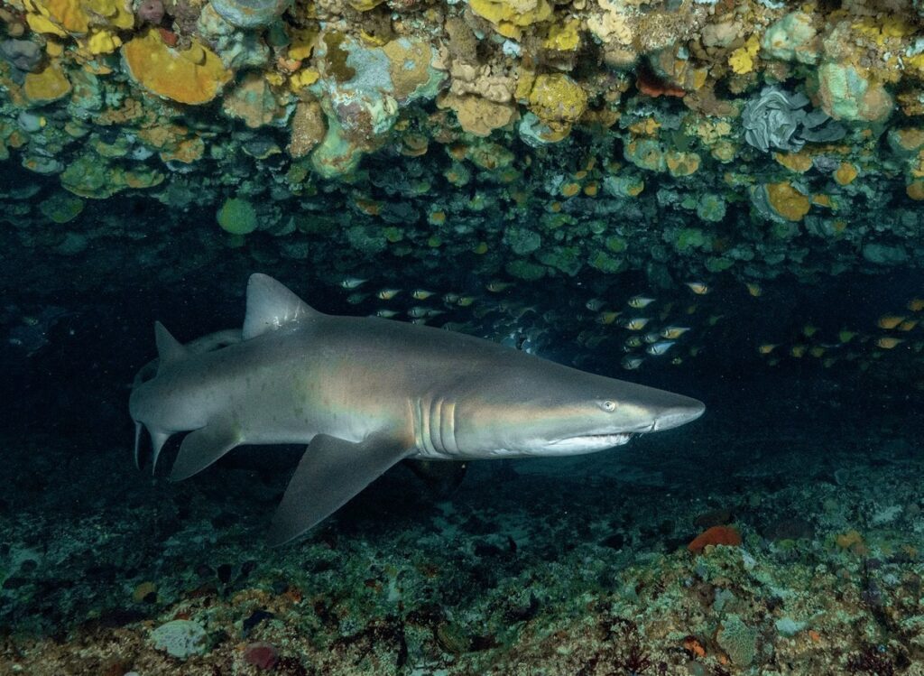 Diving Western Australia: Ningaloo to Albany — Reefs, Wrecks & Wildlife 14 Grey nurse shark at Rottnest Island