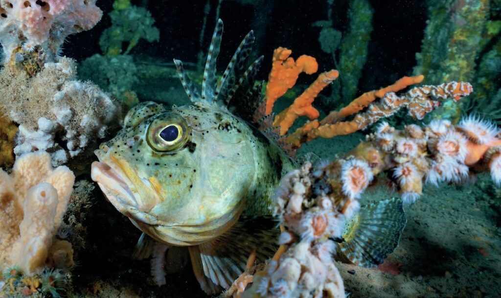 South Australia Dive Guide: Leafies, Jetties, Cuttlefish & Great Whites 6 Gurnard on the HMAS Hobart