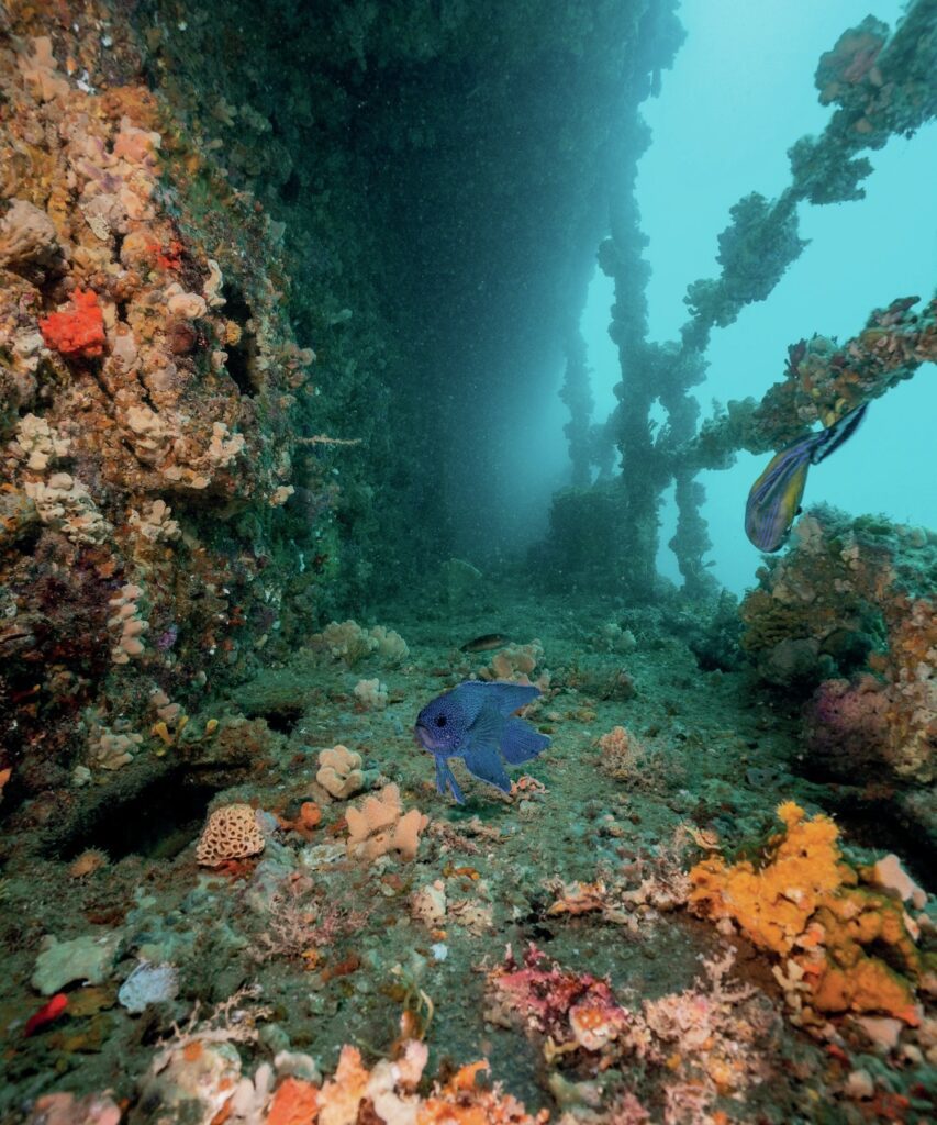 South Australia Dive Guide: Leafies, Jetties, Cuttlefish & Great Whites 5 HMAS Hobart walkway
