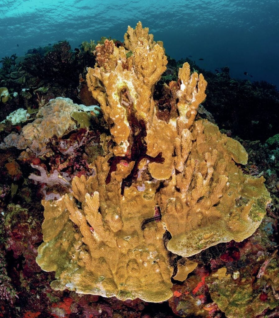 Healthy hard coral formations at Minor Reef, Tufi, Papua New Guinea
