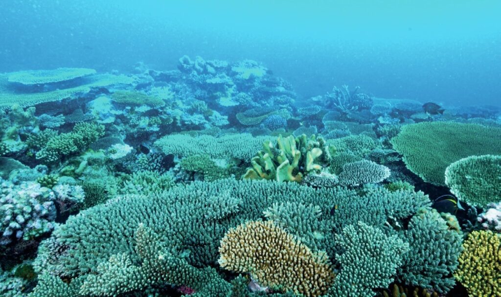 Diving Western Australia: Ningaloo to Albany — Reefs, Wrecks & Wildlife 1 Hard corals at Rowley Shoals