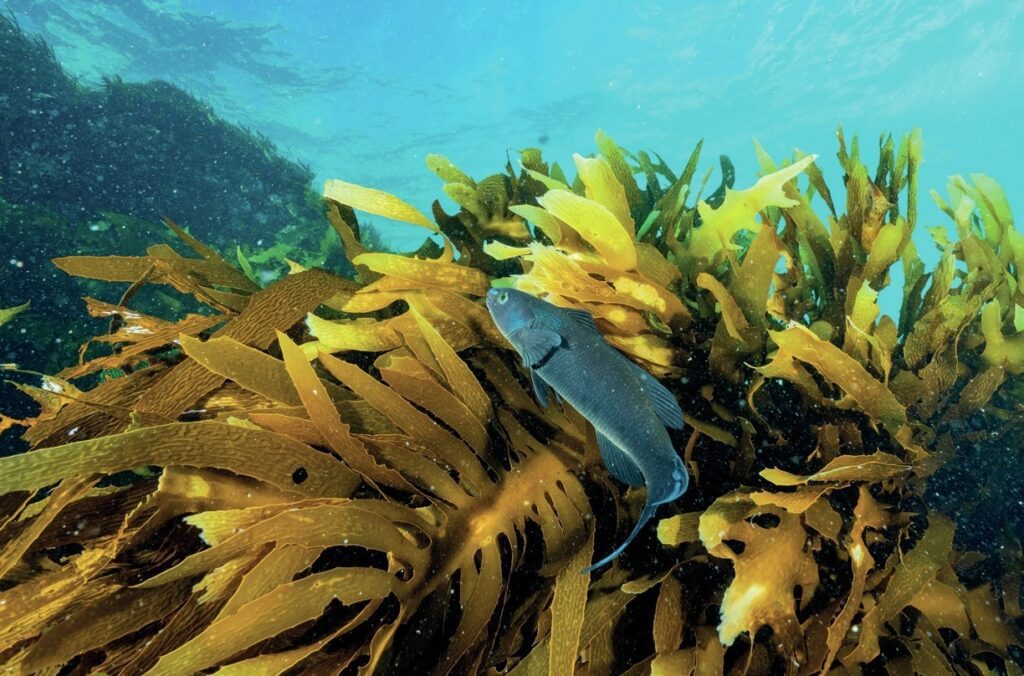 South Australia Dive Guide: Leafies, Jetties, Cuttlefish & Great Whites 1 Herring cale in kelp