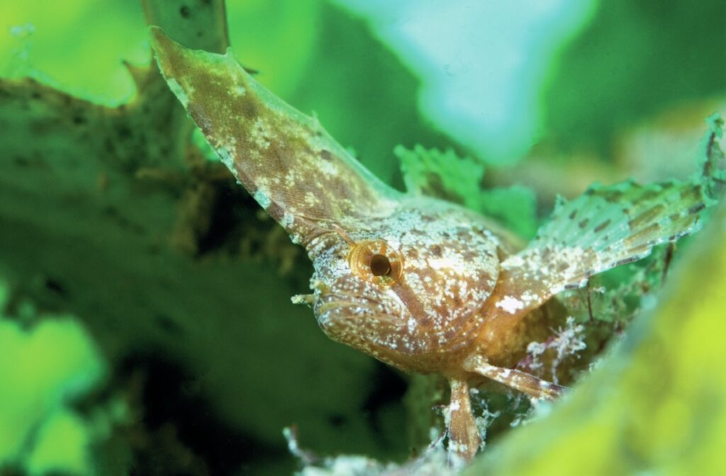 Malcolm Nobbs: Diving Adventures and Underwater Photography Expert 5 Close up of a leaf fish by Malcolm Nobbs