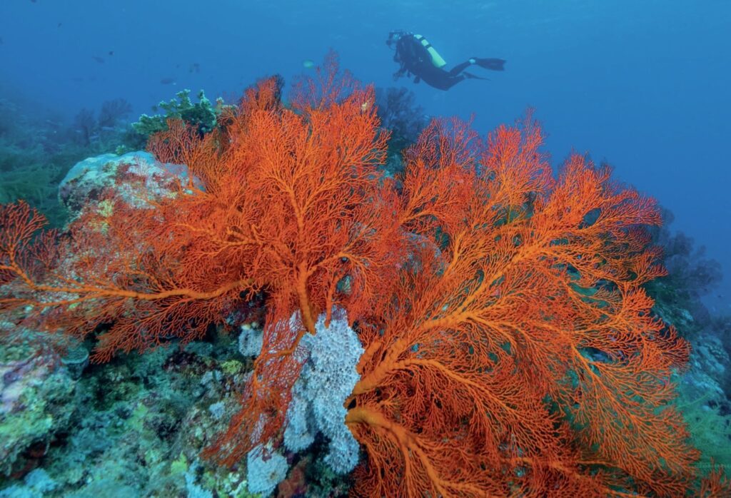 Diving Western Australia: Ningaloo to Albany — Reefs, Wrecks & Wildlife 4 Huge sea fan