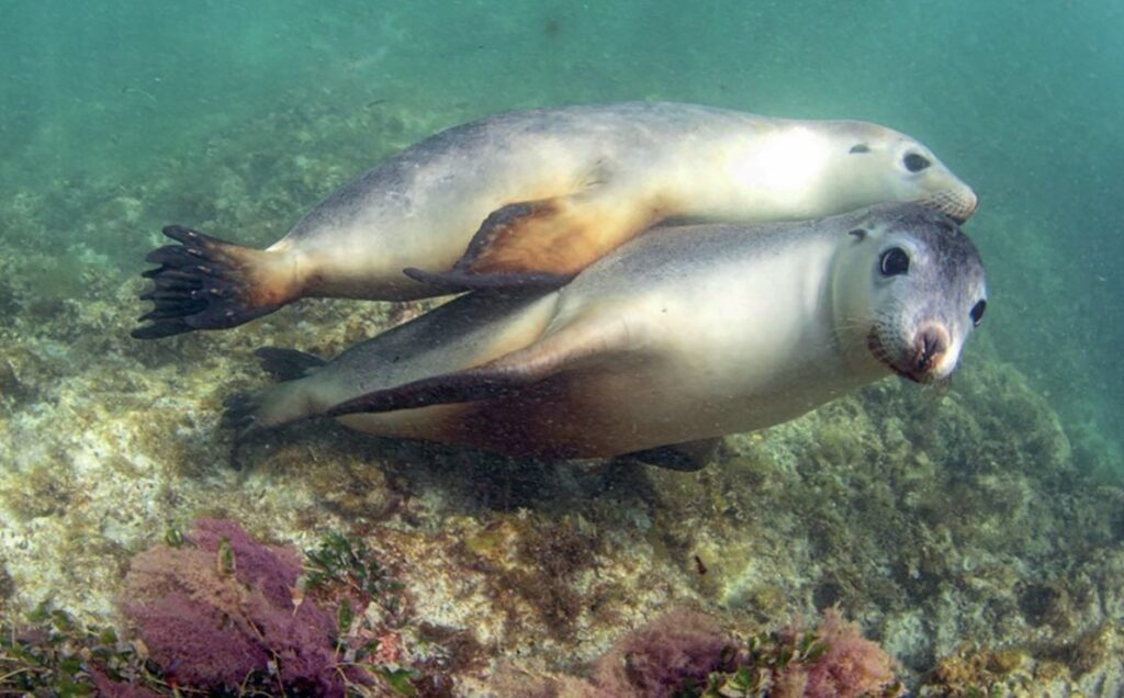 Diving Western Australia: Ningaloo to Albany — Reefs, Wrecks & Wildlife 12 Jurien Bay sealions