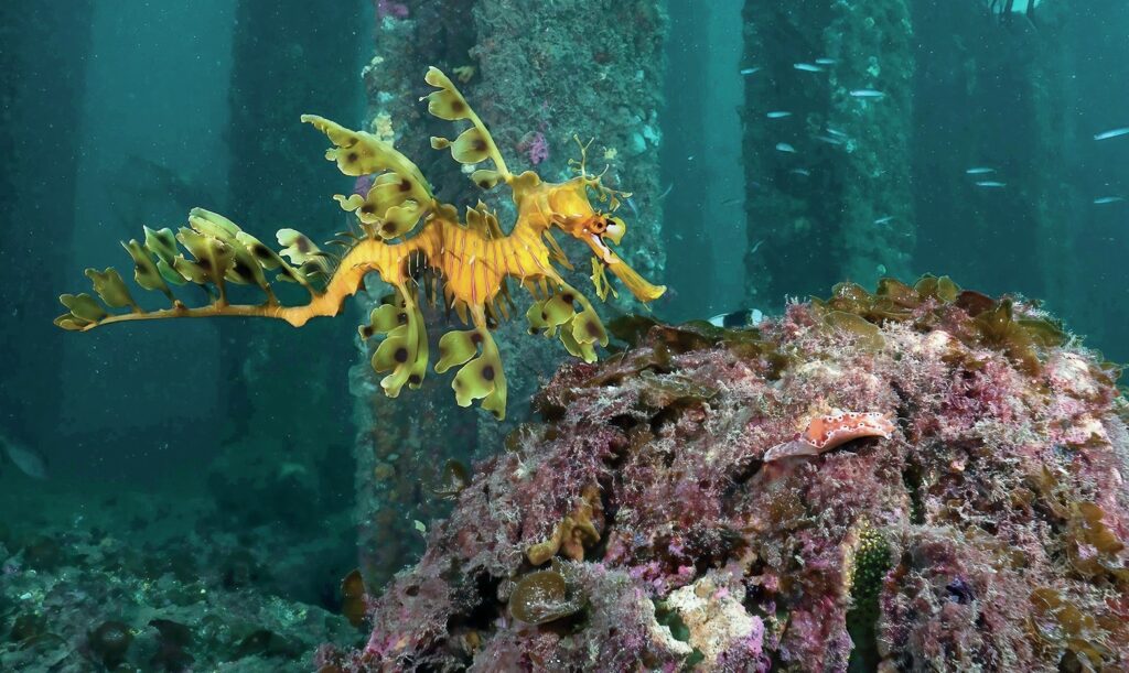 South Australia Dive Guide: Leafies, Jetties, Cuttlefish & Great Whites 7 Leafy seadragon, Rapid Bay Jetty