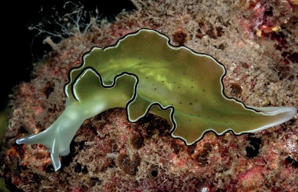 Brightly colored nudibranchs crawling on coral at Tufi, Papua New Guinea
