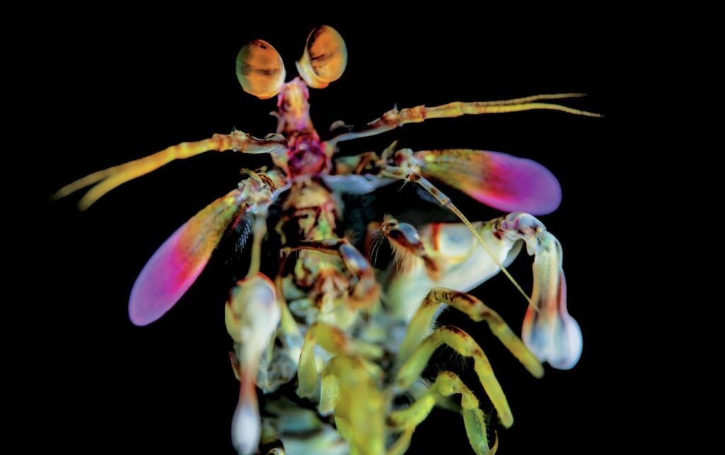 Mantis shrimp
