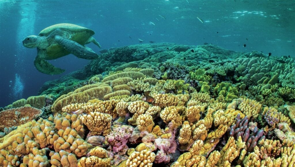 One of the many thousand turtles on the reef