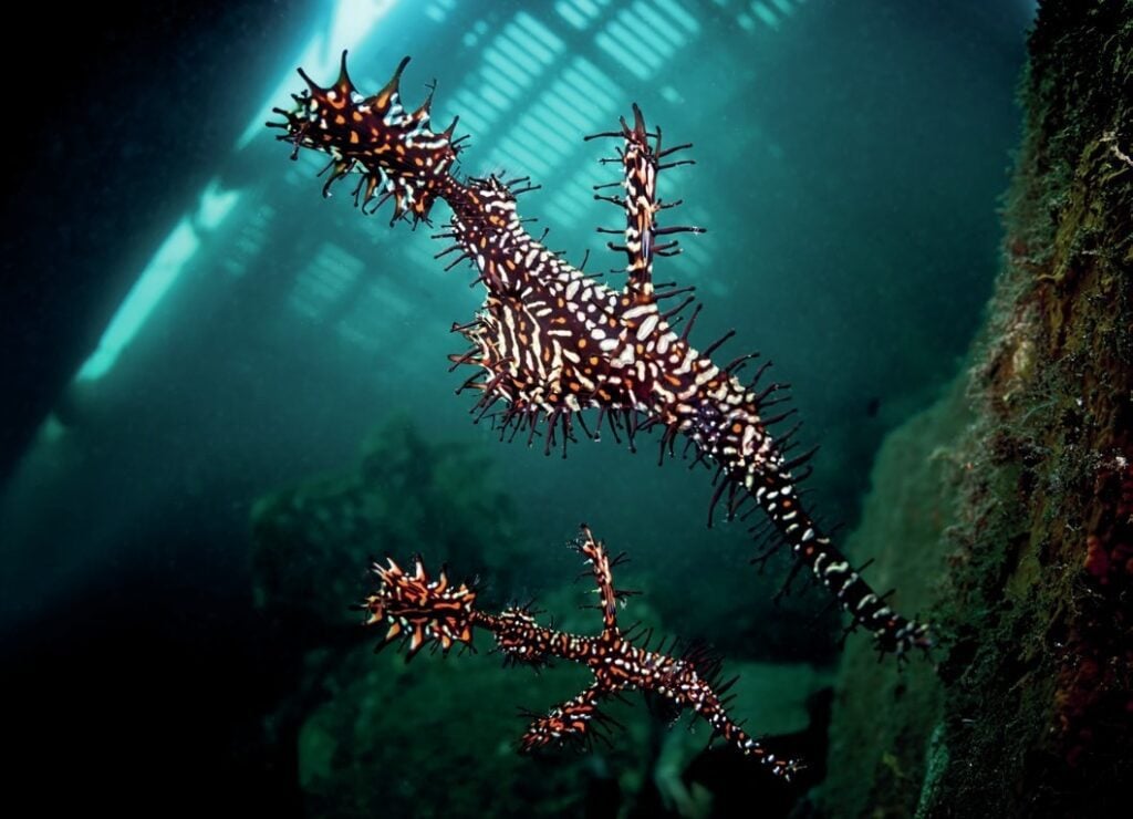 Ornate ghost pipefish camouflaged among coral at Tufi, Papua New Guinea