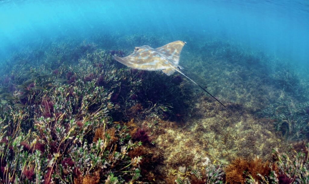 Diving Western Australia: Ningaloo to Albany — Reefs, Wrecks & Wildlife 13 Perth shore diving