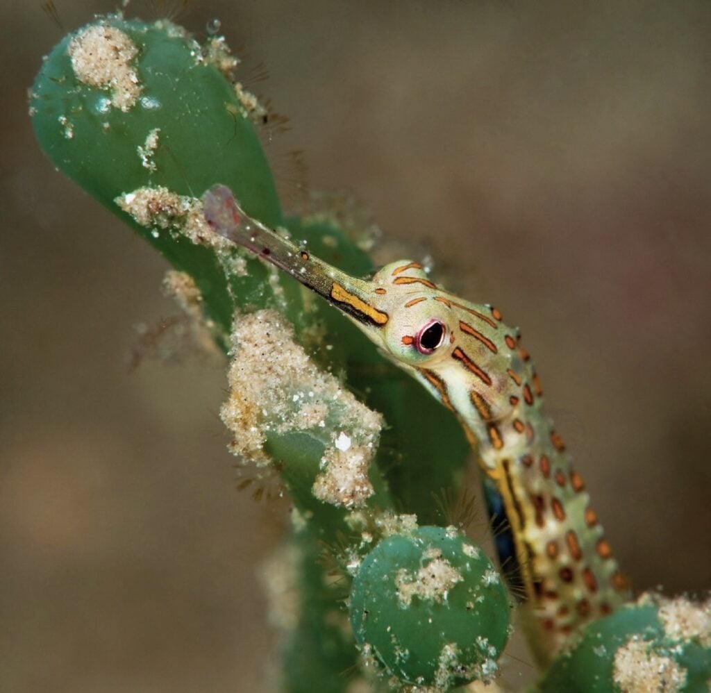 Close-up of a pipefish among coral at Tufi, Papua New Guinea