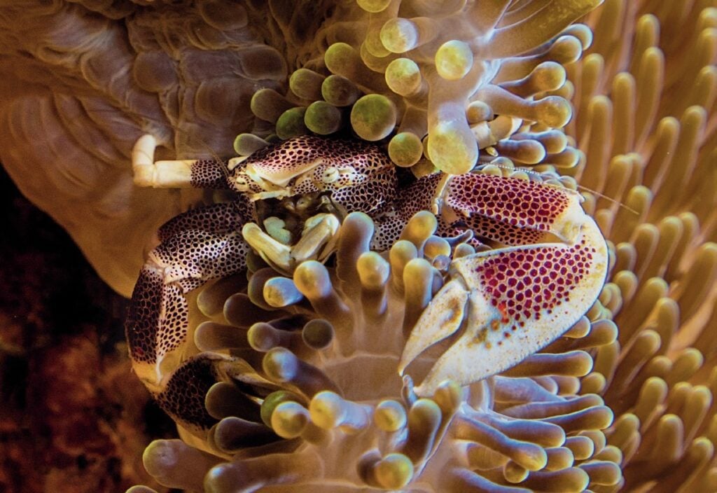 Porcelain crab