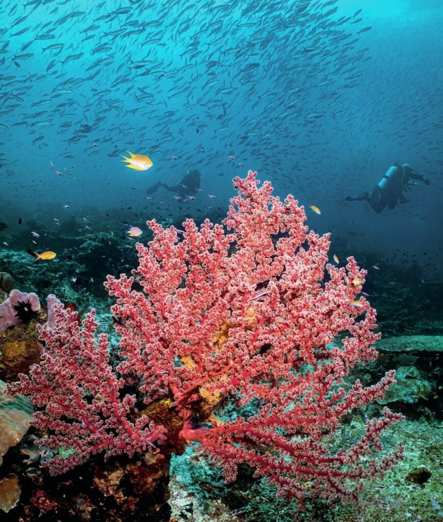 Raja Ampat’s reefs are pristine
