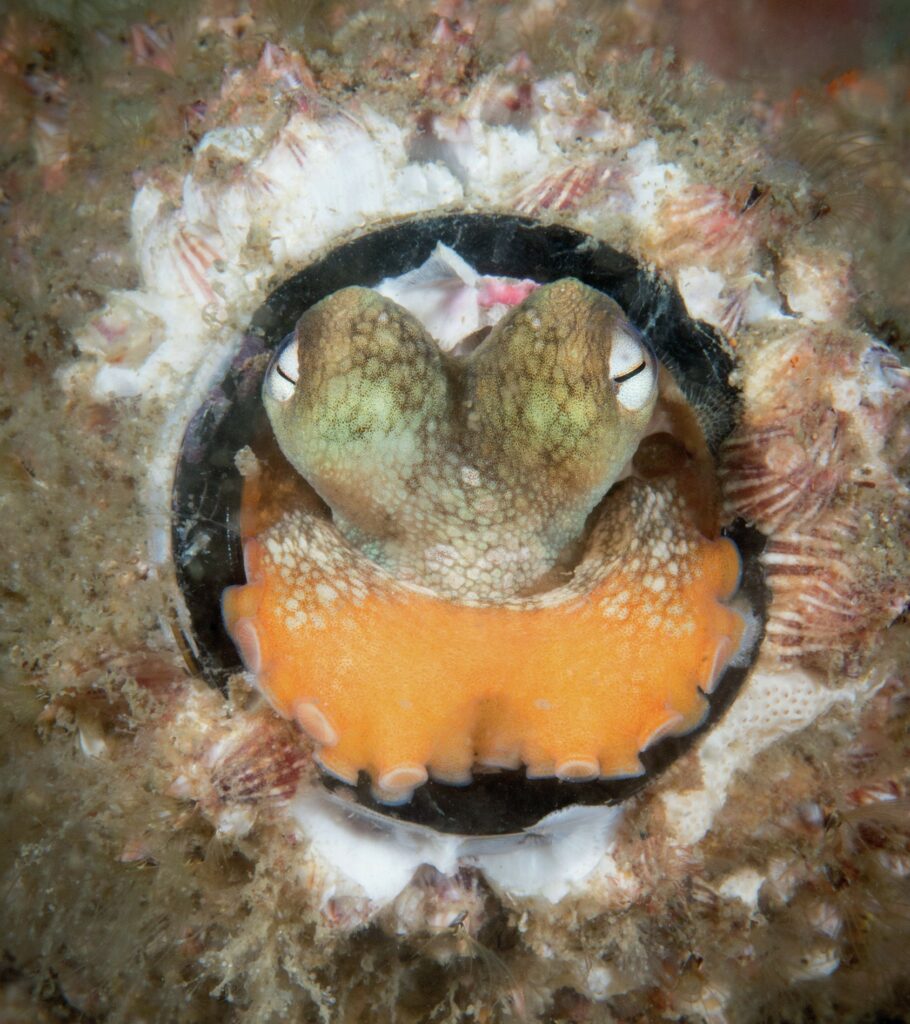 Malcolm Nobbs: Diving Adventures and Underwater Photography Expert 3 a close-up, macro shot of an octopus by Malcolm Nobbs