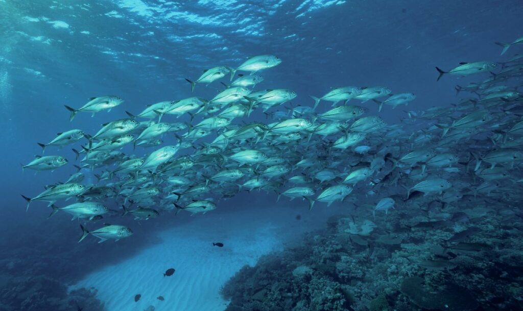 Diving Western Australia: Ningaloo to Albany — Reefs, Wrecks & Wildlife 2 School of jacks