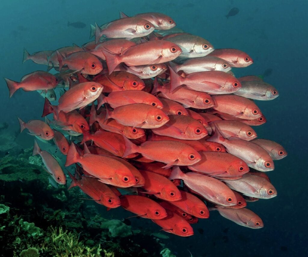 School of snapper swimming over Ellie’s Reef, Tufi, Papua New Guinea

