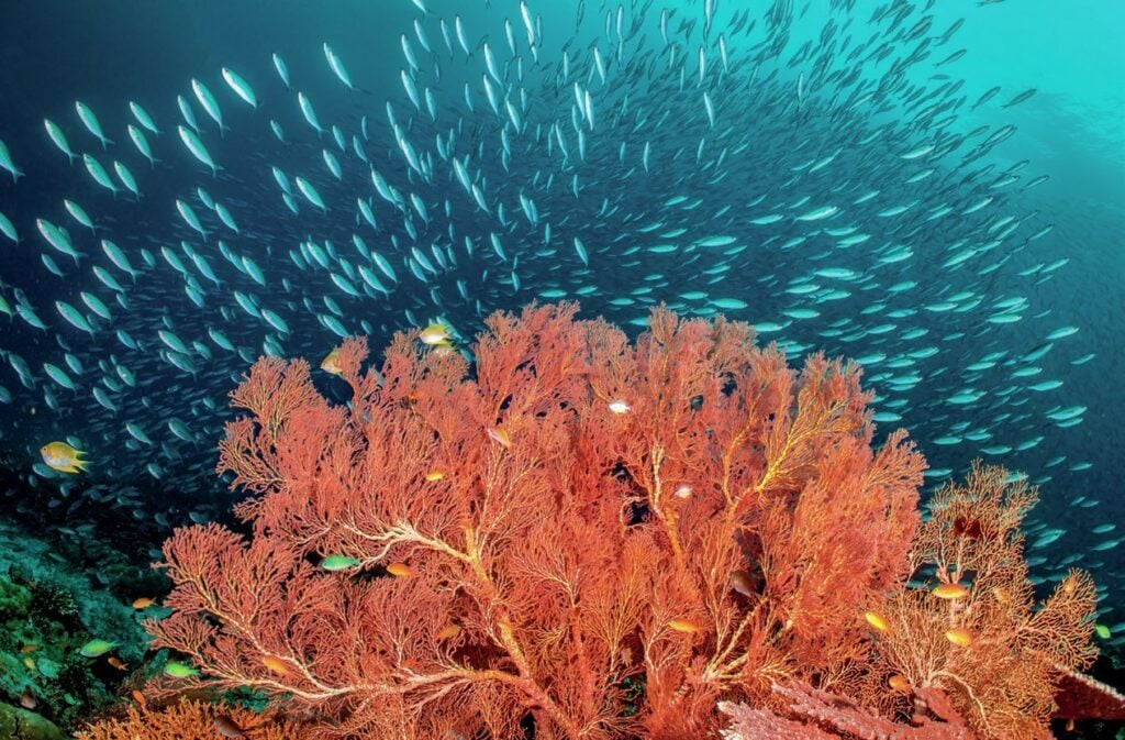 Schools of fish swarm over the sea fans

